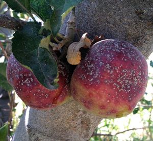 uploads/images/pest/apple scales.jpg